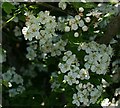 Hawthorn Blossom - Crataegus monogyna