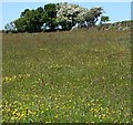 SW7346 : Meadow near Two Burrows by Tony Atkin