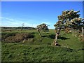 Wind-shaped trees