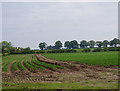 Field of Spuds