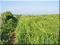 SU0218 : Barley Pentridge Dorset by Clive Perrin