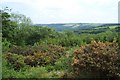 Woodland near Treborough