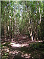 Footpath through the Woods behind Legsheath Farm