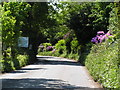 Rhododendrons along the Road