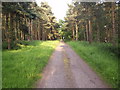 Bridleway Through Trees