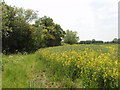 Rape and field edge, by Lower Farm, Stoke Talmage