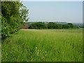 Grassy Field