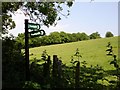 Meadow near Filmer Wood