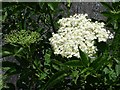 Elderflower