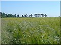 Barley and oats at Westley