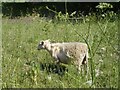 Self-shearing sheep at Seed