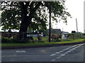 Cattle at Lightwood Green Avenue