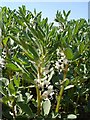 Beans in flower