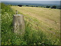 OS Triangulation Pillar at Waddesdon Hill