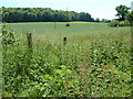 Fields close to Witherington Farm.