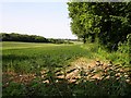 Wheat field