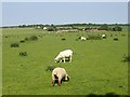 Sheep at Snoad Farm