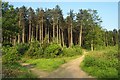 Cannock Chase near Castle Ring