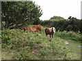 Shetland ponies on Godolphin Hill