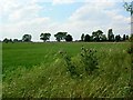 Thistles & field