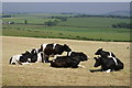 Friesian Cattle sunbathing near North Cowshaw