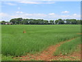 Green fields and red earth at Edgehill Farm