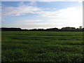 Evening view of field looking to the west