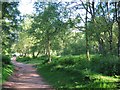 Birch woods on Bickerton Hill