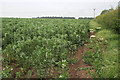 Field beans off Laming Gap Lane