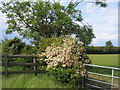 Floral display