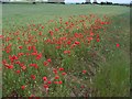 Poppies