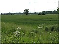 Farmland near Rowde