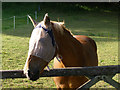 Horse with visor, south of Gorley Hill, New Forest