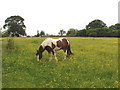 Pasture with buttercups and horse, near Chesham