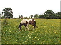 SP9603 : Pasture with buttercups and horse, near Chesham by David Hawgood