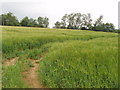 Barley field near Ashley Green