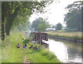 SJ5847 : Ducks beside Shropshire Union Canal by Espresso Addict