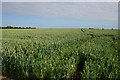 Farmland off Ashing Lane