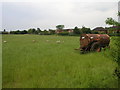 Sheep and Houses