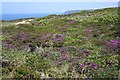 Clifftop Vegetation