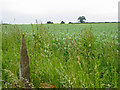 Crop of lupins  Moor Crichel Dorset