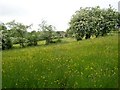 Hayfield and hawthorns, Wyke