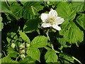 Bramble flower