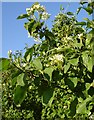 Dogwood (Cornus sanguinea)