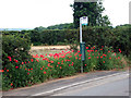 Bus Stop with Flora