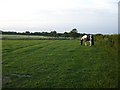 Paddock near Payden Street Farm