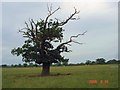 Blasted oak, Wettenhall