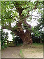 Oak tree