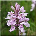 SU3307 : Heath spotted orchid near Matley Bog, New Forest by Jim Champion