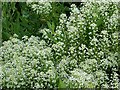 Pepperwort (Lepidium campestre)